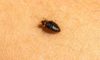 Identifying and Treating Bed Bug Infestations Effectively