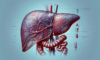 Liver Blood Test Analysis: Comprehensive Insights in Tewkesbury