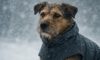 Weather-Resistant Gear for Pets: Top Essentials You Need