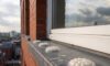 Spike-Free Gel Repellent Options for Bird Proofing