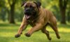 Bigger Dogs: Unraveling the Truth About Aggression