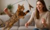 Bengal Cat Exercise Needs for Optimal Health and Wellness