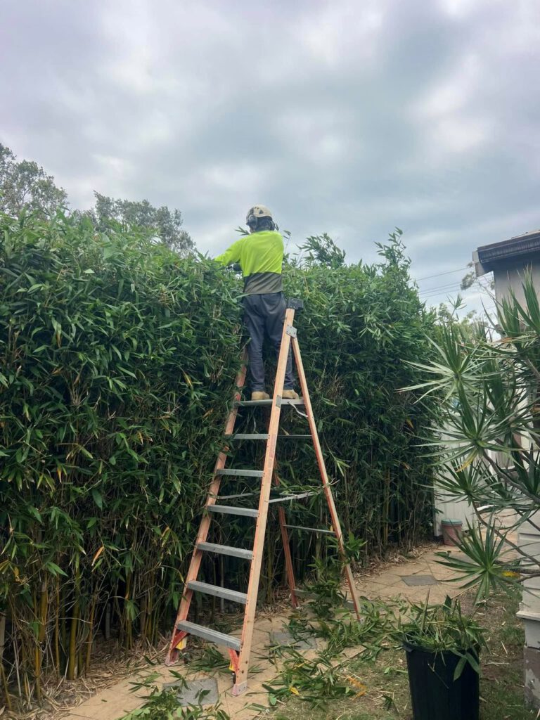 Hedging Plants: Easy Care Options for Newcastle Gardens
