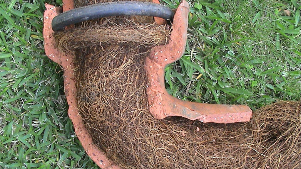 Tree Roots in Drains: Addressing Sutherland Shire’s Challenge