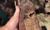 Clay Soil Threatens Caboolture’s Pipes: Key Insights Uncovered