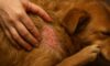 Flea Control for Pets: Preventing Autumn Infestations