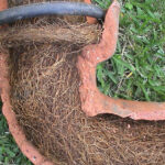 Tree Roots in Drains: Solutions for Sutherland Shire Problems